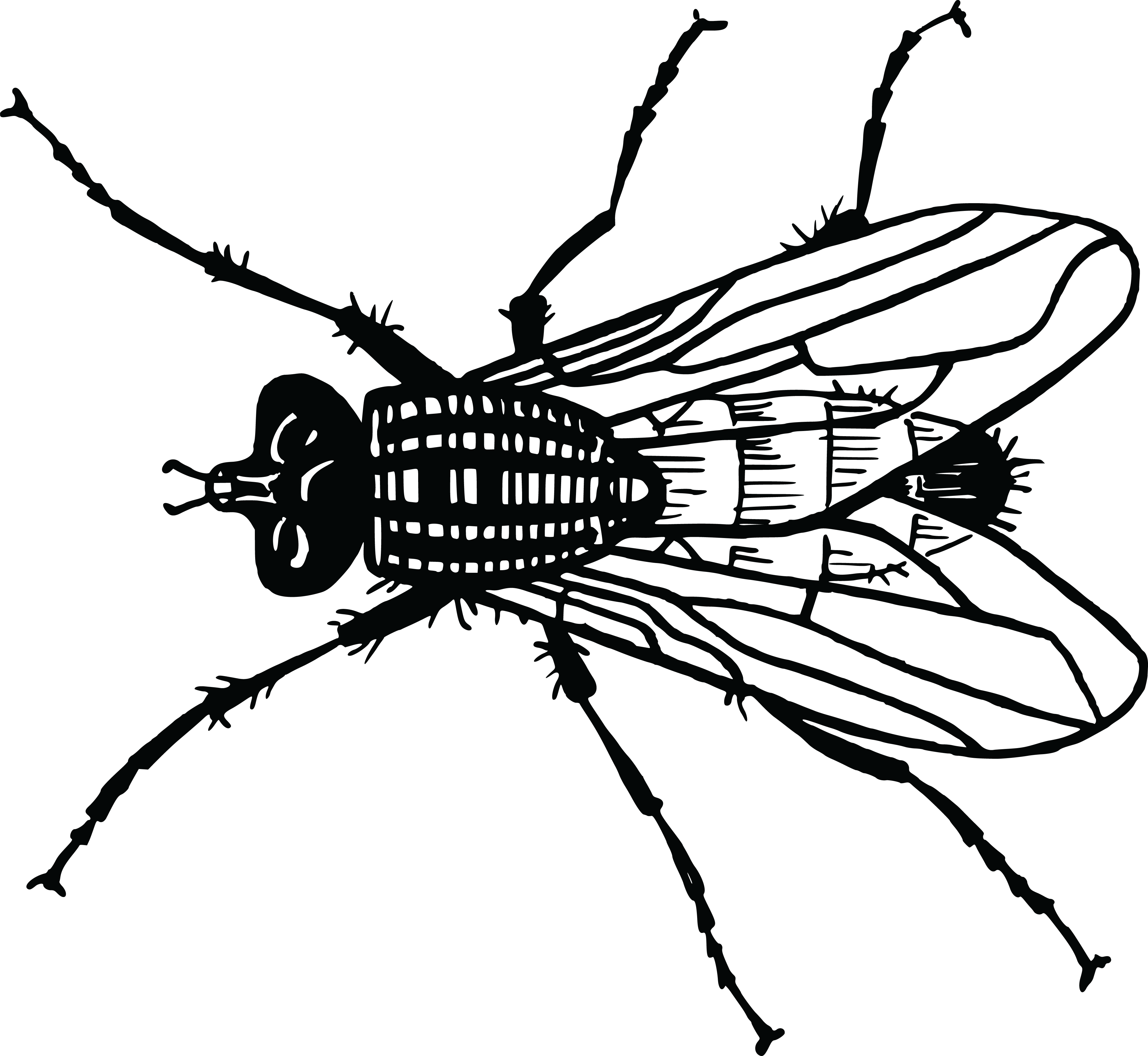 Drawing flies. Муха. Муха черно белая. Муха (насекомое). Муха картинка для детей.