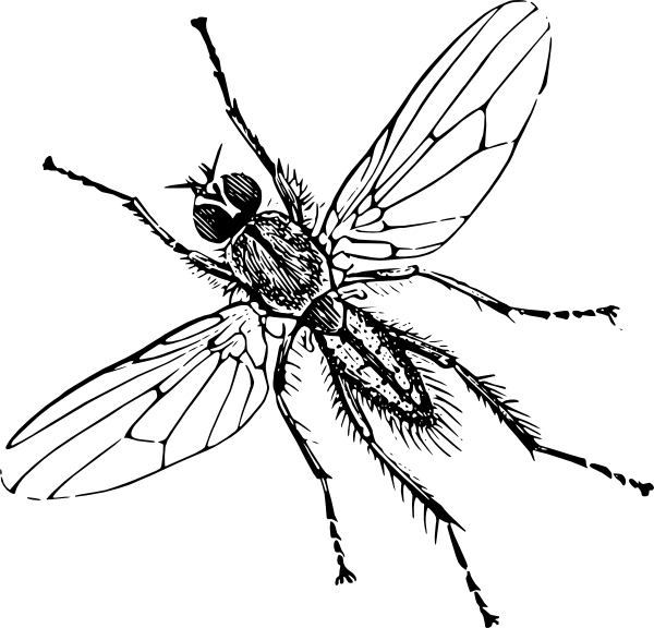 Stir Fry Central Line Drawings - Insect Clipart Black And White (600x576)