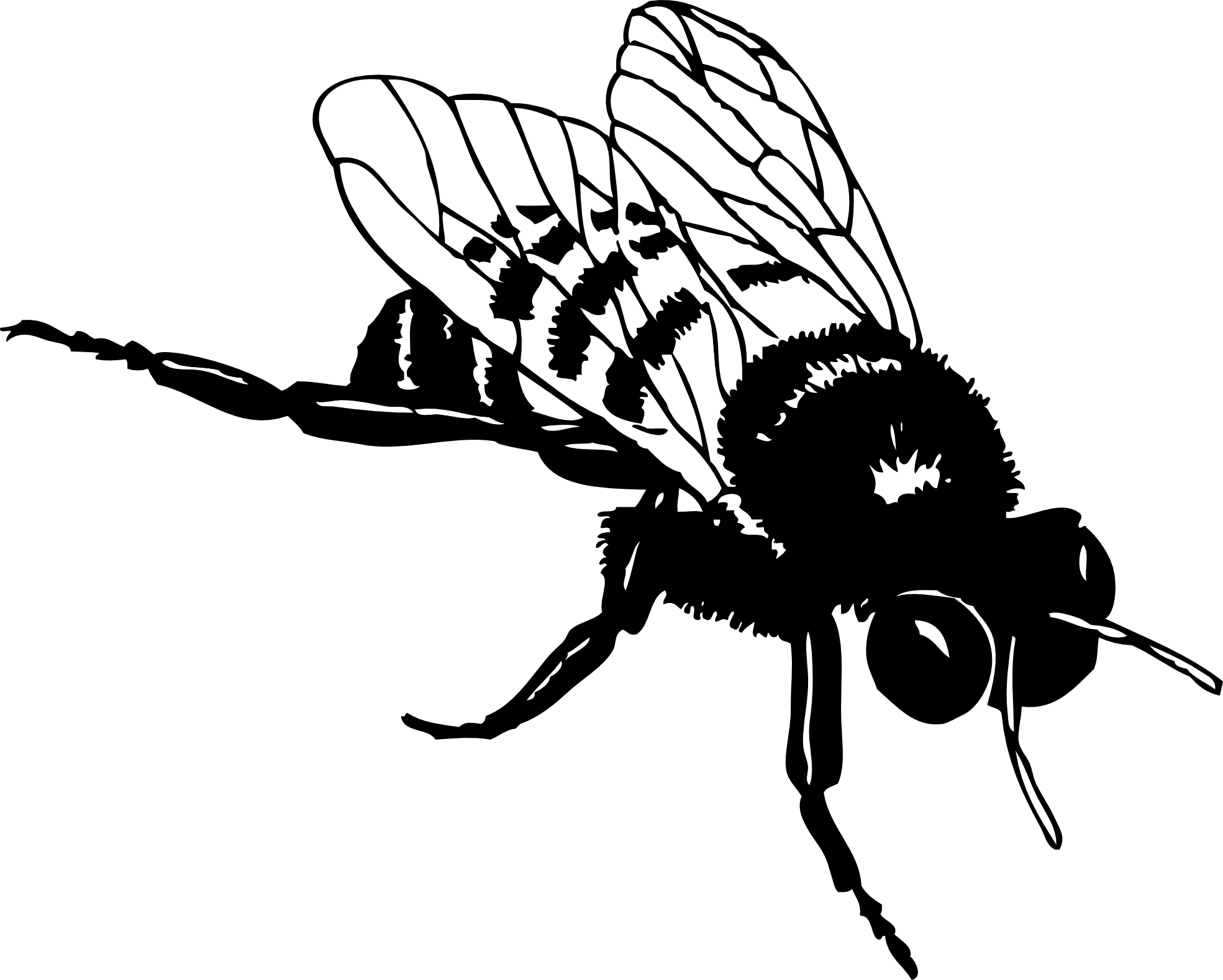 Black Fly Cliparts 22, - Bee Black And White (1969x1578)