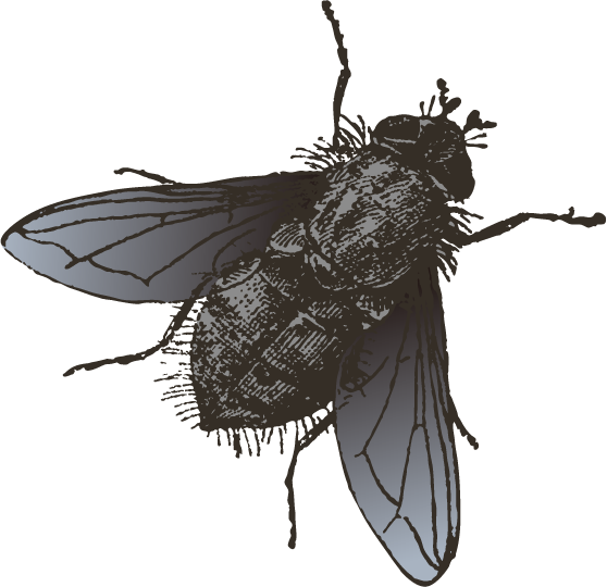 Insect Fly Illustration - Insect Fly Illustration (558x540)