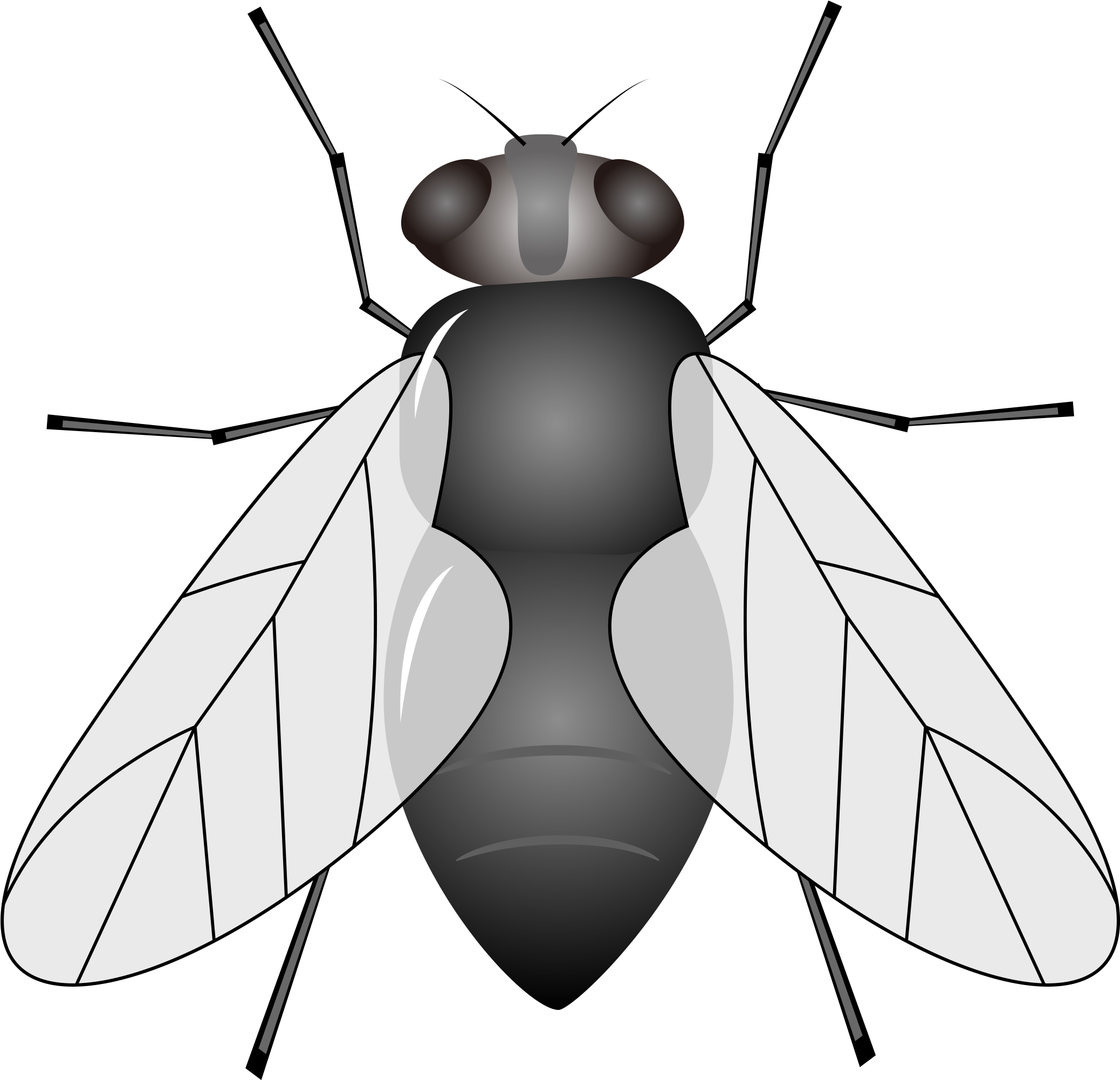 Insect Housefly Animal Clip Art - Printable Images Of Housefly (2169x2169)