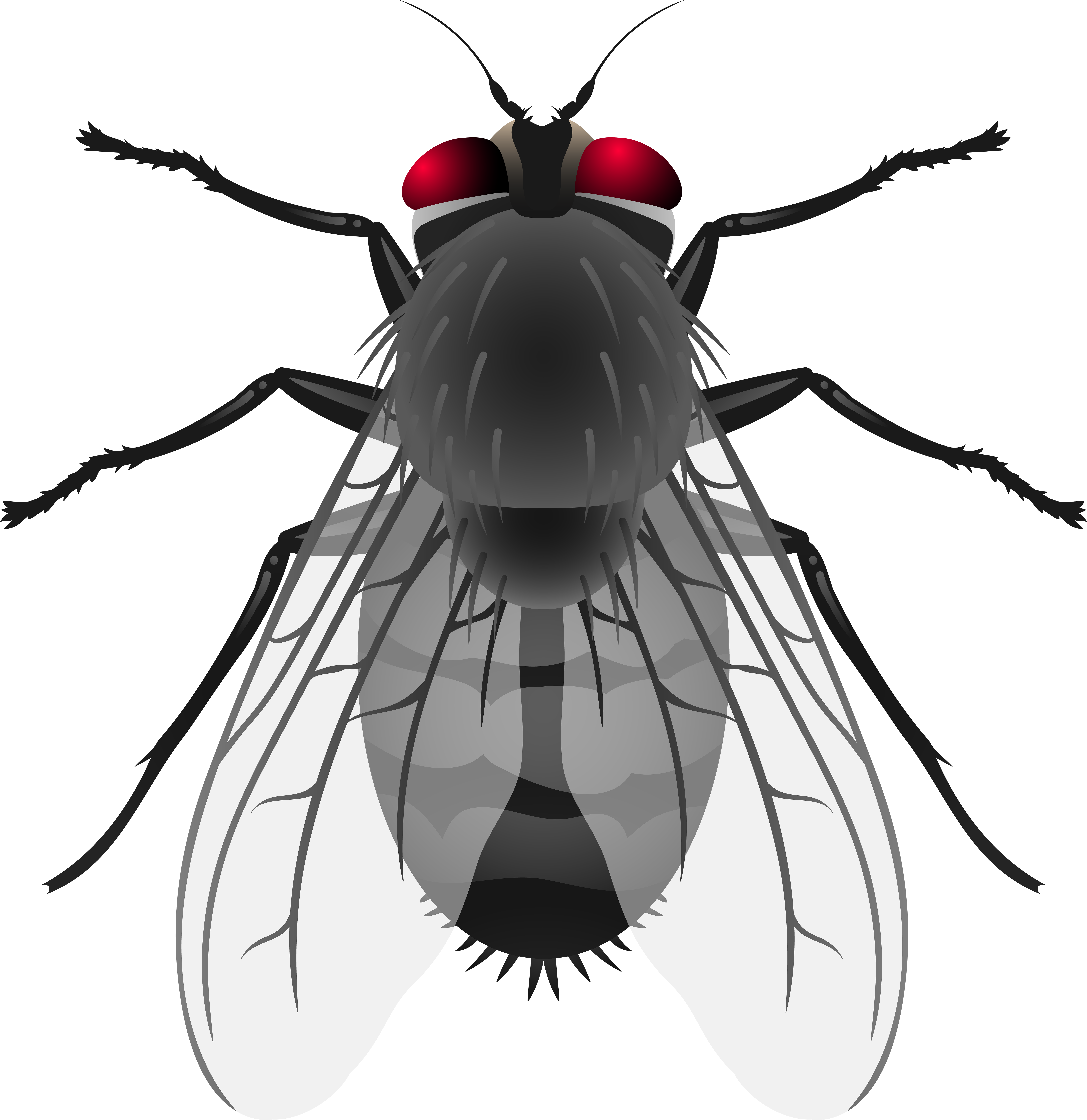 Fly Png Clip Art - Fly Png Clip Art (7762x8000)