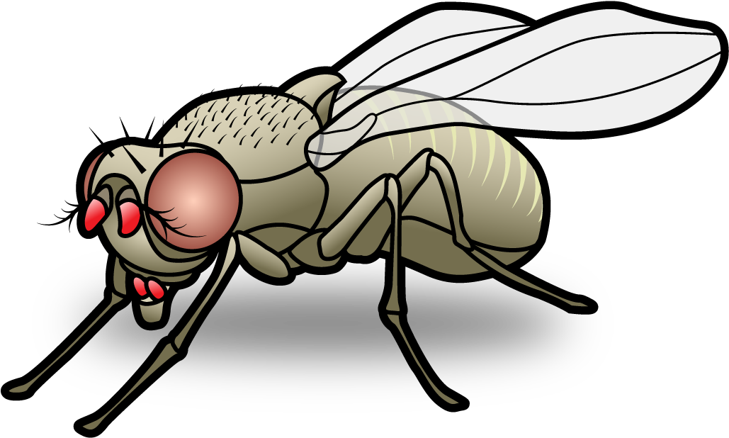 Home - House Fly Cartoon Png (1085x684)