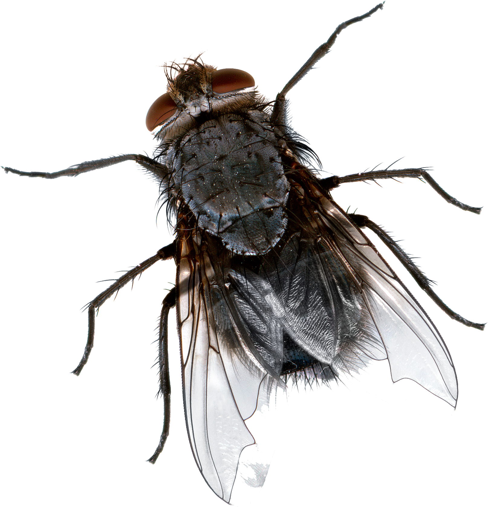Insect Wing Cockroach Fly Pest - Insect Wing Cockroach Fly Pest (2136x1868)