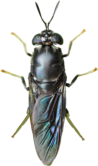 Oil From Black Soldier Fly - Black Soldier Fly Entofood (380x560)