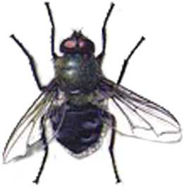 Cluster Flies (400x400)