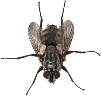 Bug Collection Fly - Housefly (630x383)