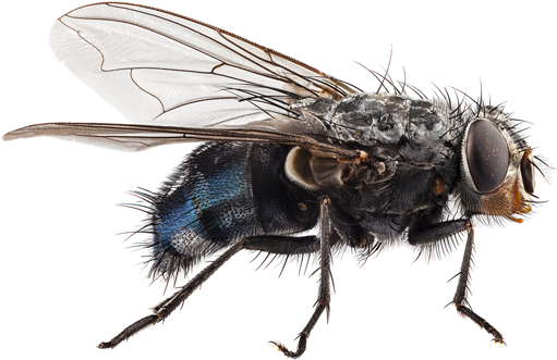 Residual Insecticides- Spray Surfaces Where Fruit Flies - Flies (600x400)