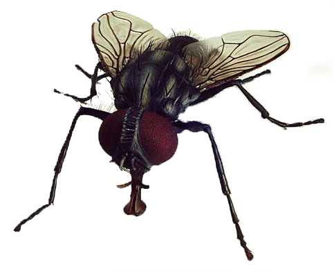 Fly Png Image - Transparent Flies Png (517x436)
