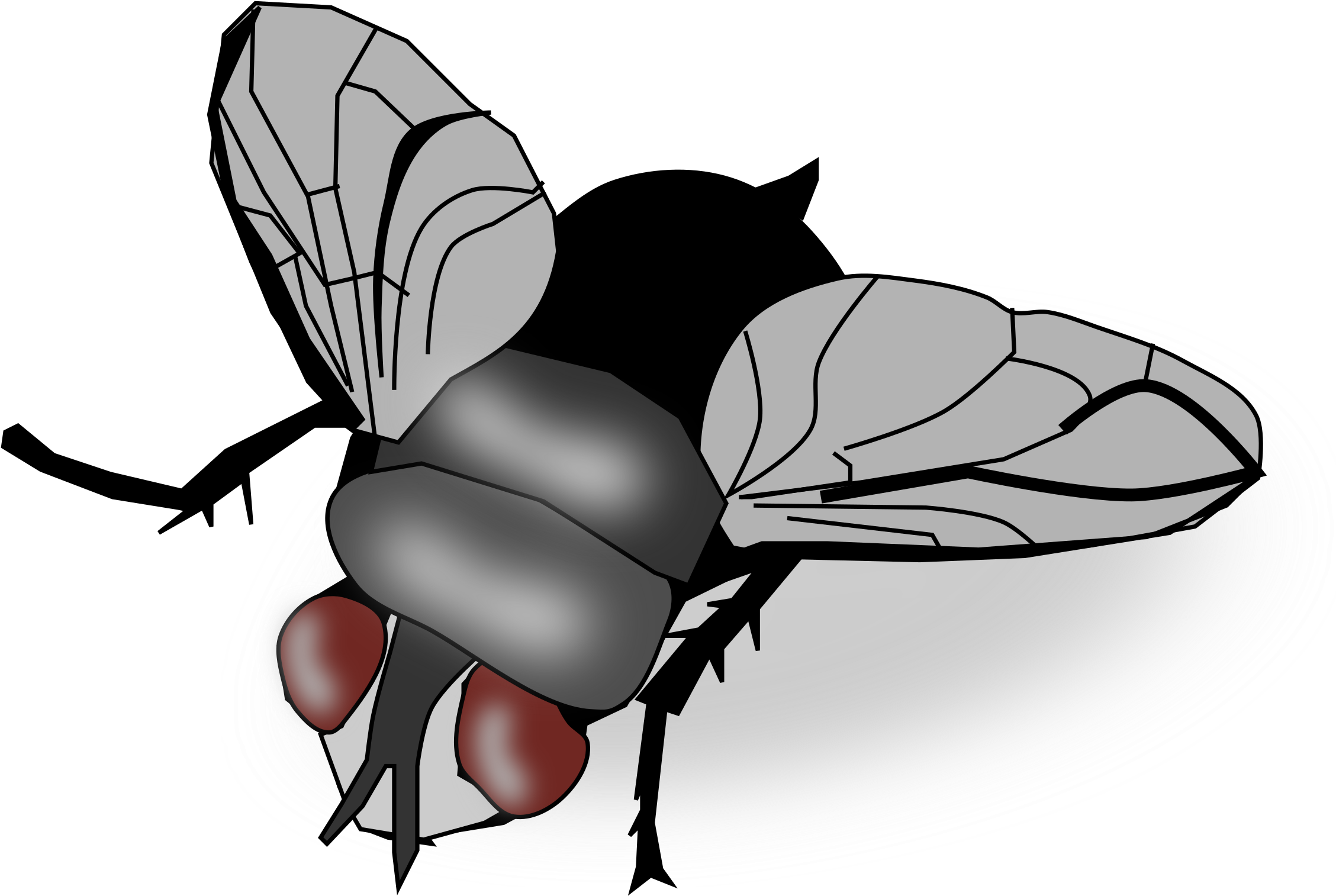 Fly flashcards