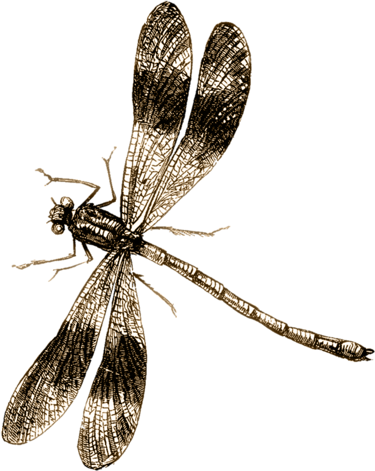 Dragon Fly - Welcome Dragonflies Poster (1523x1920)