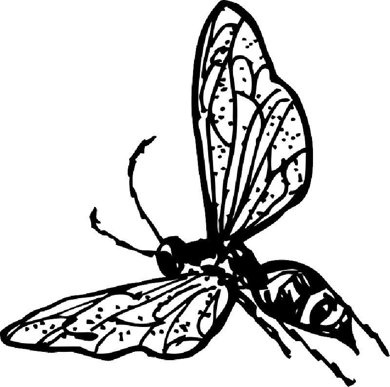 Outline, Drawing, Bee, Bug, Fly, Wasp, Insect, Coloring - Wasp Clip Art (800x793)