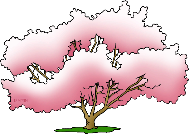 State Tree Of Mississippi - State Tree Of Mississippi (648x437)