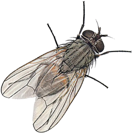Domestic Flies Have Evolved To Live In Close Association - House Fly Images Png (400x334)