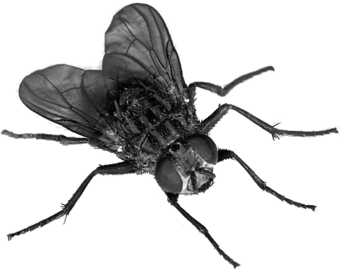 Flies Transparent Png - Png Transparent Fly (894x894)