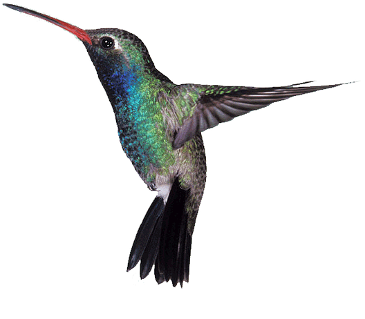 Divinitymg@aol - Com - Smallest Bird Humming Bird (610x505)