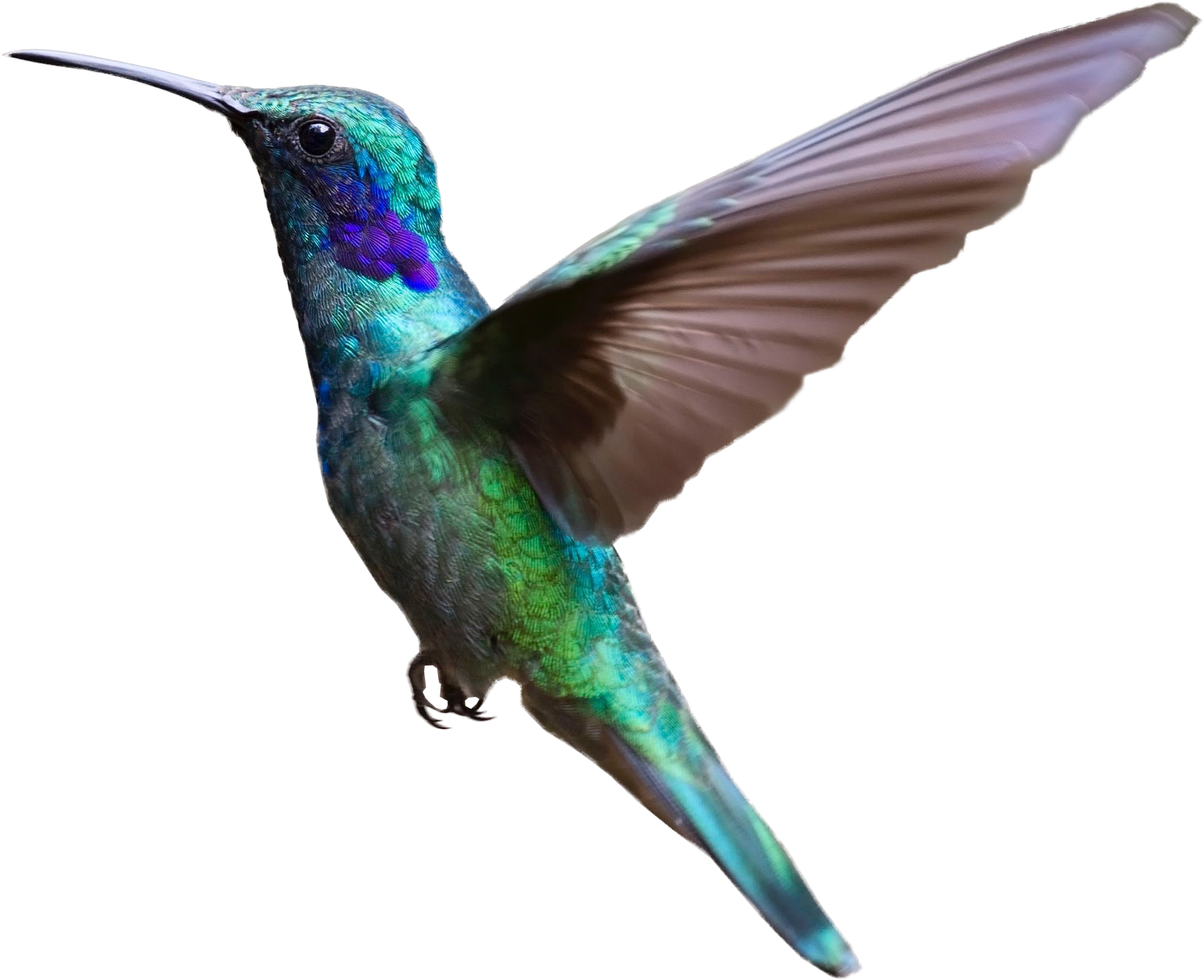 Flying Hummingbird - Bird Flying Transparent Background (3082x2031)