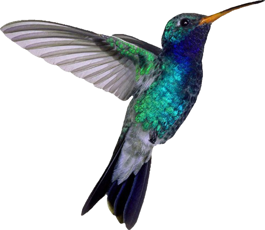 Hummingbird Png File - Blue Hummingbird (900x781)
