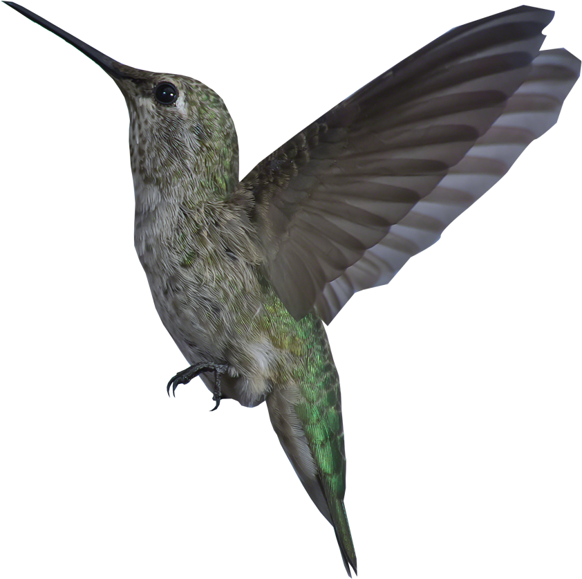Hummingbird Animation - Bird Gif Transparent Background (1400x960)