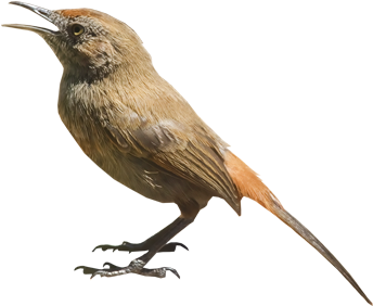 Cinnamon-breasted Warbler - Bewick S Wren (400x400)