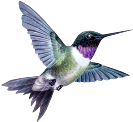 Bd-56 - Ruby-throated Hummingbird (436x400)
