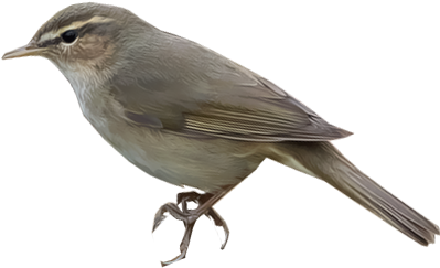 Dusky Warbler / Phylloscopus Fuscatus - Gray Catbird (400x400)