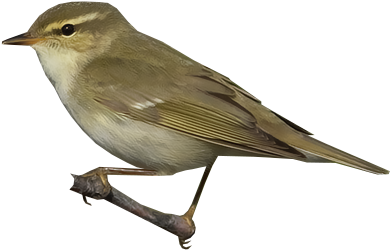 Kuzey Çıvgını - Gray Catbird (400x400)