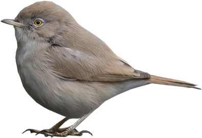 Çöl Ötleğeni - Northern Mockingbird (400x400)