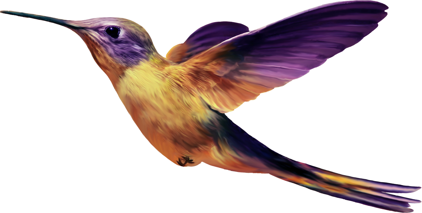 Birds Transparent Png Sticker - Hummingbird (1379x696)