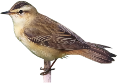 Sedge Warbler / Acrocephalus Schoenobaenus - Nightingale (400x400)