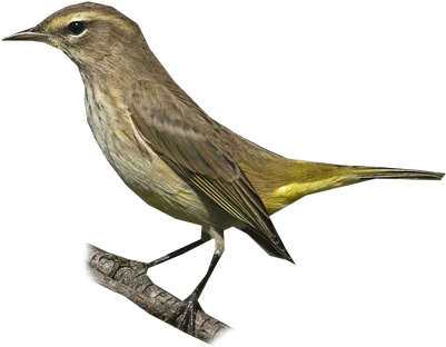 Palm Warbler - Northern Mockingbird (400x400)