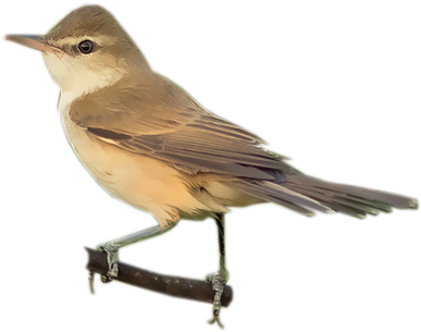 Oriental Reed-warbler - Nightingale (400x400)