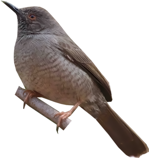 Miombo Wren-warbler - House Wren (400x400)