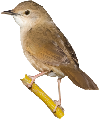 Chinese Bush-warbler - Nightingale (400x400)