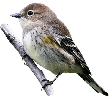 Yellow Rumped Warbler - Yellow Rumped Warbler Png (390x361)
