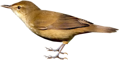 Clamorous Reed-warbler - Nightingale (400x400)