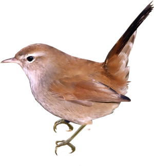 Cetti's Warbler - House Wren (400x400)