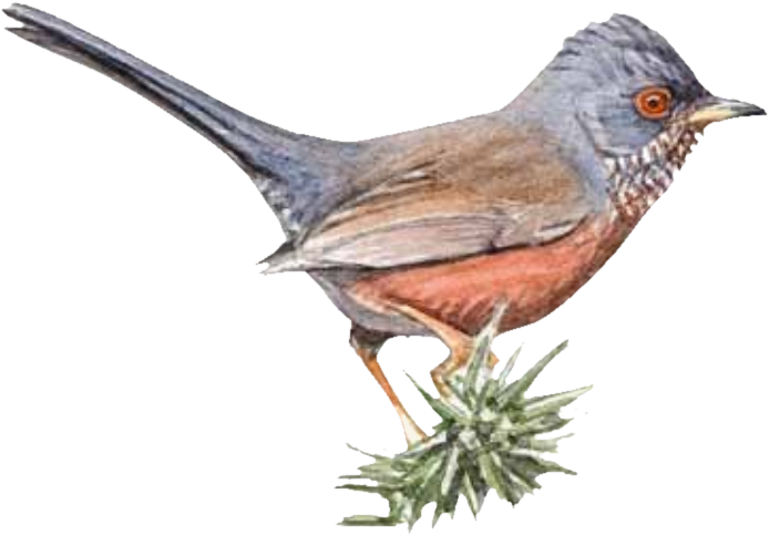 Alpilles Game Dartford Warbler Fauvette American Sparrows - Alpilles (693x693)