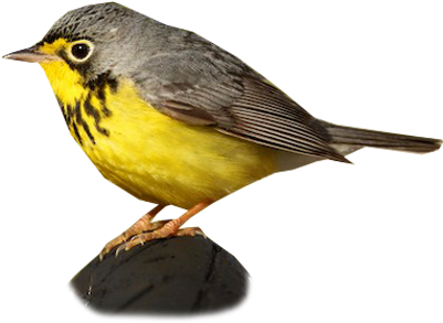 Canada Warbler - Western Meadowlark (400x400)