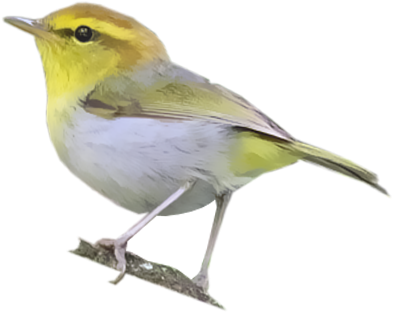 Yellow Throated Woodland Warbler - Black Throated Green Warbler (400x400)
