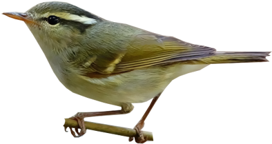 Blyth's Leaf-warbler - Golden Crowned Kinglet (400x400)