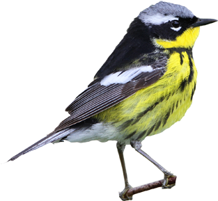 Bird Ride - Magnolia Warbler (551x400)