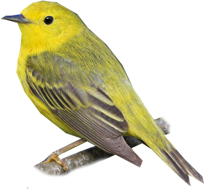 Yellow Warbler - Life List (400x400)