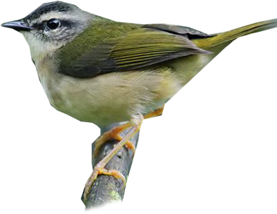 Riverbank Warbler - White Breasted Nuthatch (400x400)