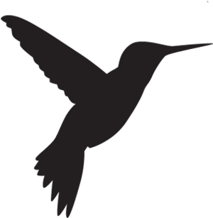 Caprimulgiformes - Vector Graphics (480x360)