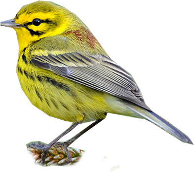 Prairie Warbler - Black Throated Green Warbler (400x400)