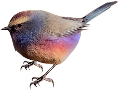 White Browed Tit Warbler - American Redstart (400x400)