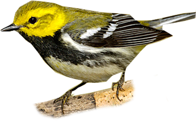 Black-throated Green Warbler - Chestnut Sided Warbler (400x400)