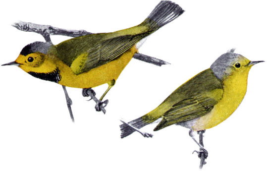 Official Channel - Bachman's Warbler (592x368)