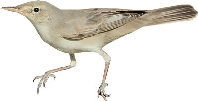 Upcher's Warbler / Hippolais Languida - Northern Mockingbird (400x400)